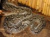 Boa constrictor occidentalis  argentina.jpg