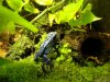 Dendrobates azureus (Small).jpg