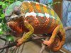 123004Gemma3_chameleon.jpg