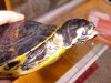 Trachemys scripta scripta - Cura del Cuello 01.jpg