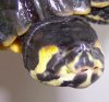 Trachemys scripta scripta - Teri 52.jpg