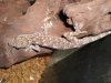 gecko marmorata.jpg