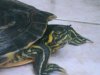 tortuga.JPG