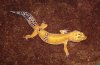 gecko1.JPG