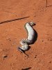 pilbara_snake_11.jpg