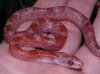 Pantherophis guttatus diffused lava cornsnake hatling.jpg