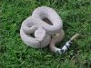 crotalus atrox 2.jpg