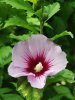Hibiscus_syriacus__Hibiscus_Syriacus__Rose_Of_Sharon__Althea.jpg