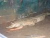 Alligator albino.jpg