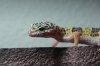 gecko002_1713x1142.jpg