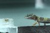 gecko005_1752x1168.jpg