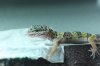 gecko008_1608x1072.jpg