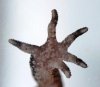 Geco no identificado pata.JPG