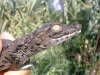 Cria niloticus.jpg