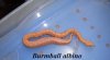 burmball_albino_1539.jpg