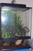 terrario2.JPG