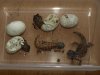 pequeños uromastyx.jpg