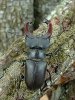 250px-Lucanus_cervus.jpg