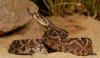 Crotalus d. cumanensis ecopets (7).JPG