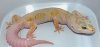 Tremper Enigma 66% poss het Nova Macho.jpg