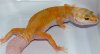 Sunglow Tremper Enigma 66% poss het Nova hembraWEB.jpg