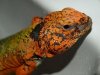 uromastyx naranja.jpg