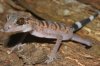 Cat%20Ba%20Gecko%202,%20phot_%20Dr_%20Thomas%20Ziegler.jpg
