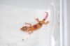sunglow tremper enigma X tremper enigma.JPG