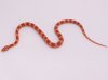 motley milksnake.jpg
