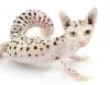 new-leopard-gecko-morph.jpg