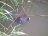 Trachemys scripta elegans 09 - Guadiana.jpg