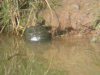 Trachemys scripta elegans 23 - Cantabria.jpg