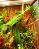 terrario lygos1.JPG