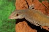 gekko para identificar.jpg