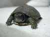 terrapene 012 (Medium).jpg