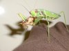 mantis.JPG