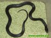lampropeltis_mexicana_thayeri_black_03.jpg