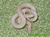 lampropeltis_mexicana_thayeri_black_albino_01.jpg
