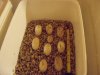 huevos emydura 1.JPG
