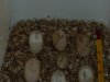 huevos emydura 2.JPG