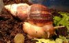 Achatina fulica (1).JPG