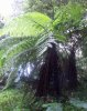 f_Cyatheaspinm_9ff7b39.jpg
