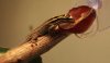 lygodactylus fruta.jpg