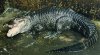 Aligátor Chino Alligator sinensis.jpg