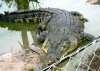 Cocodrilo de Mar Crocodylus Porosus 1.jpg