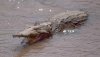 Cocodrilo del Nilo Crocodylus niloticus.jpg