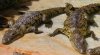 Cocodrilos de pantano Crocodylus moreletii.jpg