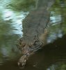 Gavial Falso Tomistoma Schlegelii.jpg