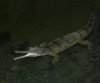 Gavial Gavialis gangeticus.jpg