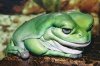 litoria1.jpg